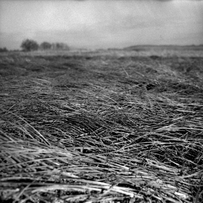 Przyroda / wildlife - Warta - photo Wojciech Schoen, portfolio photographer
