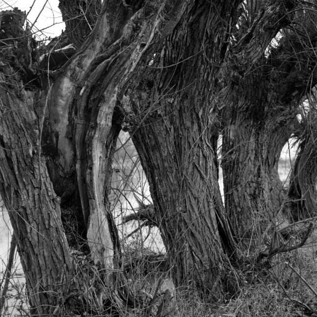Nature / Wildlife - Wierzby - photo Piotr Prokopowicz, portfolio photographer